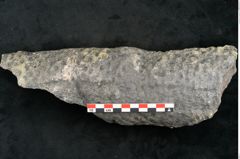 Foto (Detailansicht) von Lepidodendron sp.  (NHMW-GEO-2024-0188-11173)